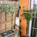 Pergola Ogrodowa Tarasowa Metalowa Podpora do Pnączy Róż Kwiatów 50x10cm biała