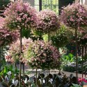 Pergola Ogrodowa Tarasowa Metalowa Podpora do Pnączy Róż Kwiatów 50x10cm biała