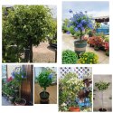 Pergola Ogrodowa Tarasowa Metalowa Podpora do Pnączy Róż Kwiatów 50x10cm biała