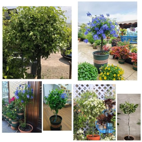 Pergola Ogrodowa Tarasowa Metalowa Podpora do Pnączy Róż Kwiatów 50x10cm biała