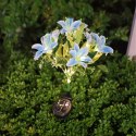 Lampa Solarna Ogrodowa Wbijna Kwiat Lilii Lilia Ozdoba Kwiaty Solarne Led
