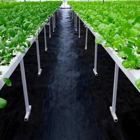 Agrowłóknina 140G 1,6x50m Czarna UV Agrotkanina Mata Antychwastowa