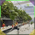 Agrowłóknina 70g 1,6x50m Biała UV Agrotkanina Mata Antychwastowa + Kotwy